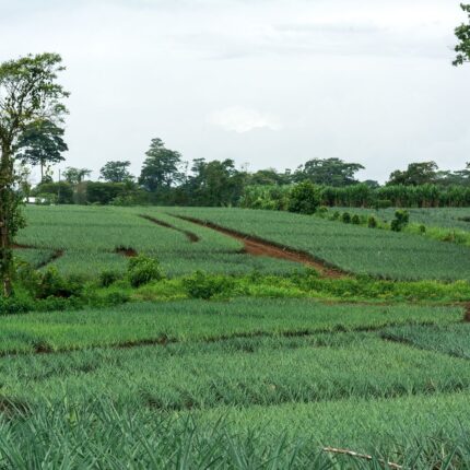 Avalúos Rurales Certificados
